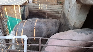 porci  de tara - imagine 2