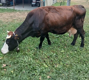 Vand vaca gestanta in 3 luni