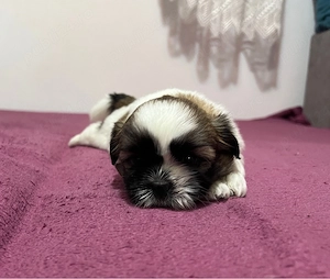 Shih Tzu adorabili - imagine 2