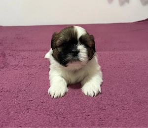 Shih Tzu adorabili