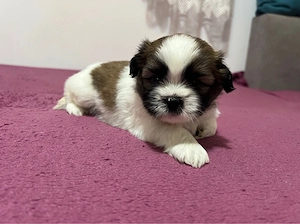Shih Tzu adorabili - imagine 5