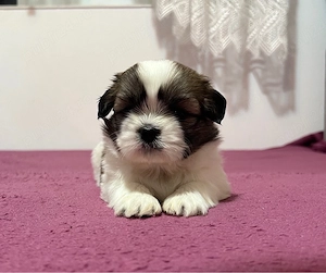 Shih Tzu adorabili