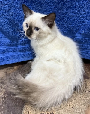 Motănei Ragdoll își caută căsuța nouă.  - imagine 3