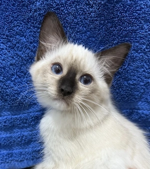 Motănei Ragdoll își caută căsuța nouă.  - imagine 2