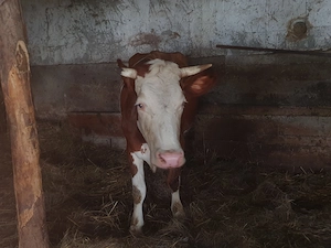 Vând două vaci de lapte tinere   o junică la prima fătare și o vacă la a doua fătare - imagine 3