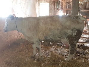 Vând două vaci de lapte tinere   o junică la prima fătare și o vacă la a doua fătare - imagine 4