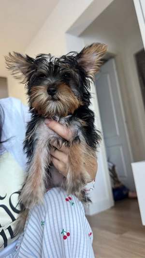 Yorkshire terrier