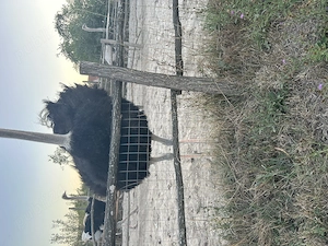 Vând struți detalii la telefon   - imagine 4