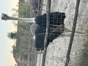 Vând struți detalii la telefon  