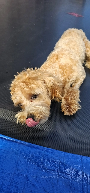  Maltipoo  - imagine 3