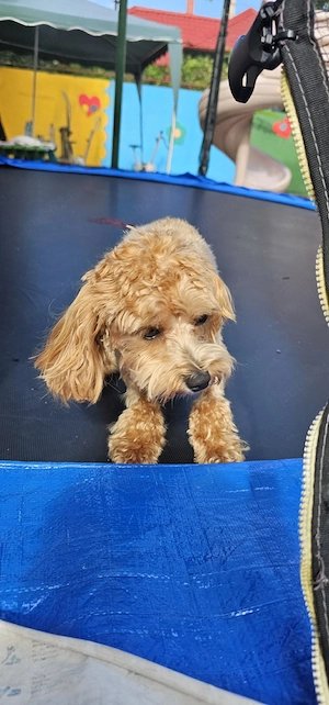  Maltipoo  - imagine 4
