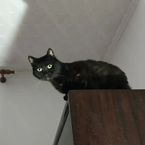 URGENT! Donez Motan Rămas Fără Stăpân În Căutare De O Persoană Serioasă Și Afectivă  - imagine 4