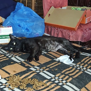 URGENT! Donez Motan Rămas Fără Stăpân În Căutare De O Persoană Serioasă Și Afectivă  - imagine 3