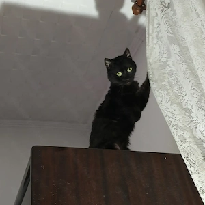 URGENT! Donez Motan Rămas Fără Stăpân În Căutare De O Persoană Serioasă Și Afectivă  - imagine 5