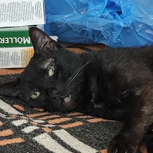 URGENT! Donez Motan Rămas Fără Stăpân În Căutare De O Persoană Serioasă Și Afectivă  - imagine 2