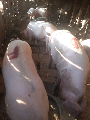 porci pentru craciun