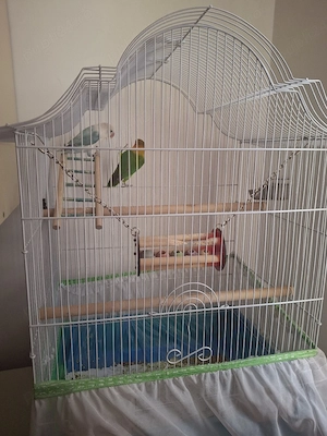 Pereche Agapornis (amorezi) + cușcă mare complet echipată + accesorii - imagine 5