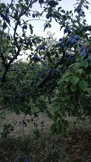 Produse alcoolice din prune