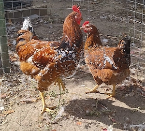 familie 3+1 tineret gaini Pita Pinta Portelan