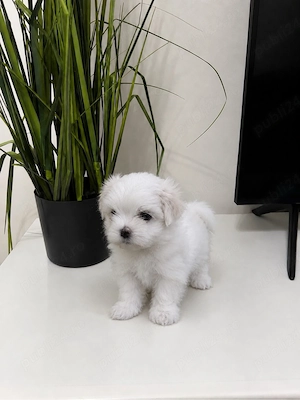 bichon maltez mini toy 2 baieti si 3 fetia  - imagine 2