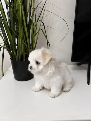bichon maltez mini toy 2 baieti si 3 fetia 