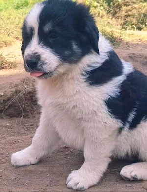 Femela Ciobanesc de Bucovina 