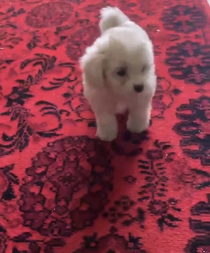 Bichon de  vanzare