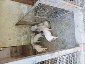 Vând 5 purcei 20 kg, vârsta 7 săptămâni  - imagine 2