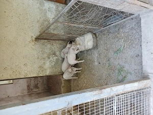 Vând 5 purcei 20 kg, vârsta 7 săptămâni  - imagine 3