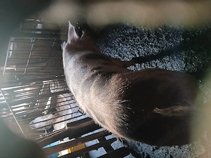 Vind doi porci 150 și 130  kg - imagine 3