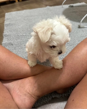 bichon maltez mini toy 2 baieti ai 3 fetite 