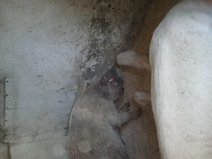 Vând 5 purcei 20 kg, vârsta 7 săptămâni  - imagine 4