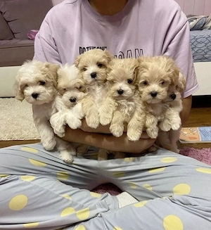 Maltipoo puiuti 