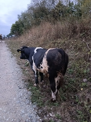 Vând vițel metiș albastru belgian