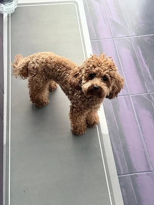 Pui Shipoo varsta 7 saptamani(2 masculi,3 femele) provin din parinti cu pedigree!! - imagine 5