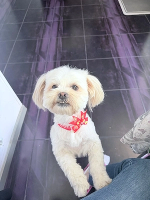 Pui Shipoo varsta 7 saptamani(2 masculi,3 femele) provin din parinti cu pedigree!! - imagine 4