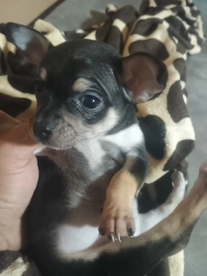 cătei chihuahua  - imagine 2