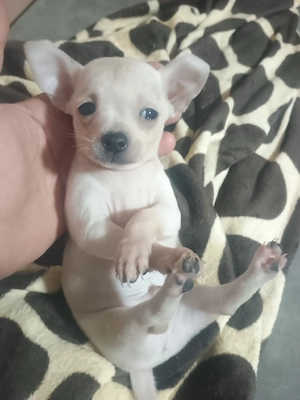 cătei chihuahua 