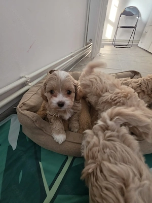 Pui Shipoo varsta 7 saptamani(2 masculi,3 femele) provin din parinti cu pedigree!!