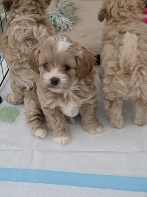 Pui Shipoo varsta 7 saptamani(2 masculi,3 femele) provin din parinti cu pedigree!! - imagine 2