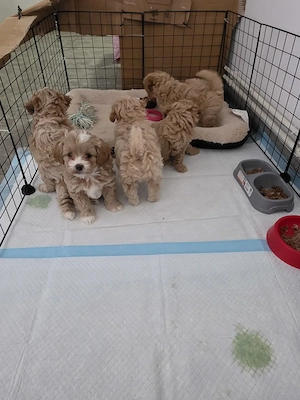 Pui Shipoo varsta 7 saptamani(2 masculi,3 femele) provin din parinti cu pedigree!! - imagine 3