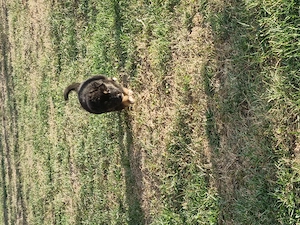 9 puiuți. 9 vieți care depind de un om cu suflet.