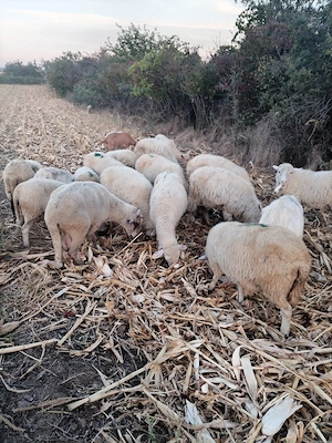 Vând 13 oi și 1 berbeac grase și 10 capre - imagine 2