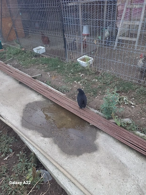 Teren Talmaciu extravilan 2200 mp langa padure si parâu - imagine 5