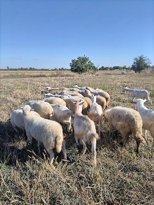Vând 13 oi și 1 berbeac grase și 10 capre - imagine 4