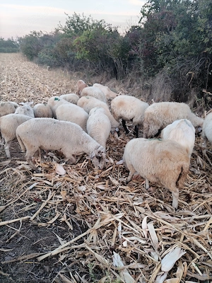 Vând 13 oi și 1 berbeac grase și 10 capre - imagine 5