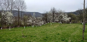 Vanzare teren 7582 mp (livada si faneata) cu casa in Prahova, Com.Cosminele, Sat Poiana Trestiei - imagine 6