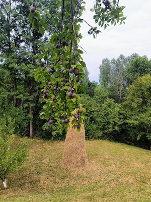 Vanzare teren 7582 mp (livada si faneata) cu casa in Prahova, Com.Cosminele, Sat Poiana Trestiei - imagine 8