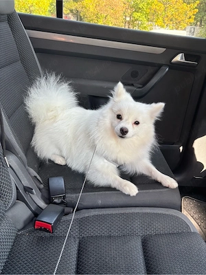 pomeranian spitz  - imagine 3