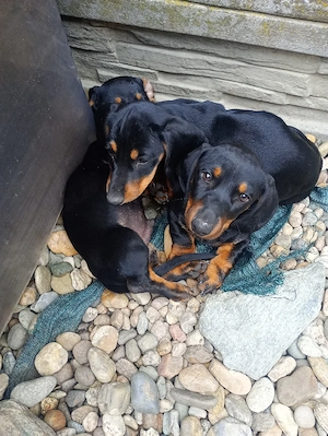 vând căței rasa teckel.  Dachsund. - imagine 4